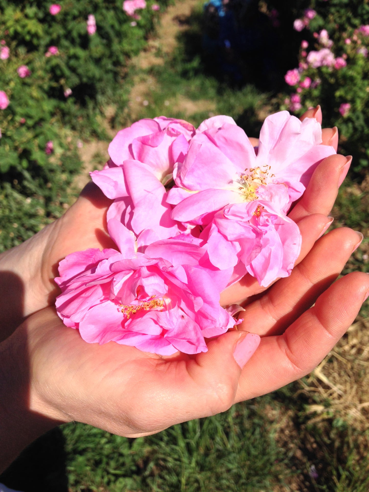 Rose ABSOLUTE / Rosa damascena 2.5 ml.