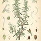 ROSEMARY Rosmarinus officinalis 10 ml.