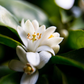 NEROLI GARDEN 100% Natural interior scent, distillated from fresh blossoms of Citruses.