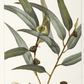 EUCALYPTUS Eucalyptus globulus 10 ml.