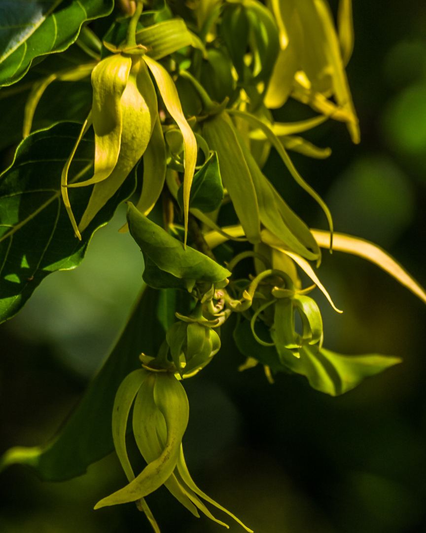 Floral - Ylang Ylang, Geranium & Bergamot 450 g